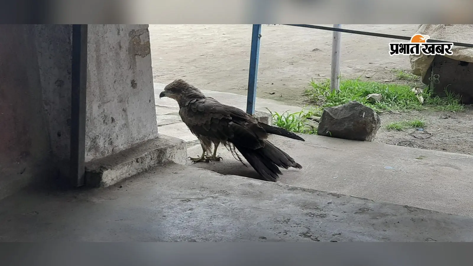 दारू में घायल चील को वन विभाग ने किया रेस्क्यू, इलाज के लिए पहुंचाया सुरक्षित केज