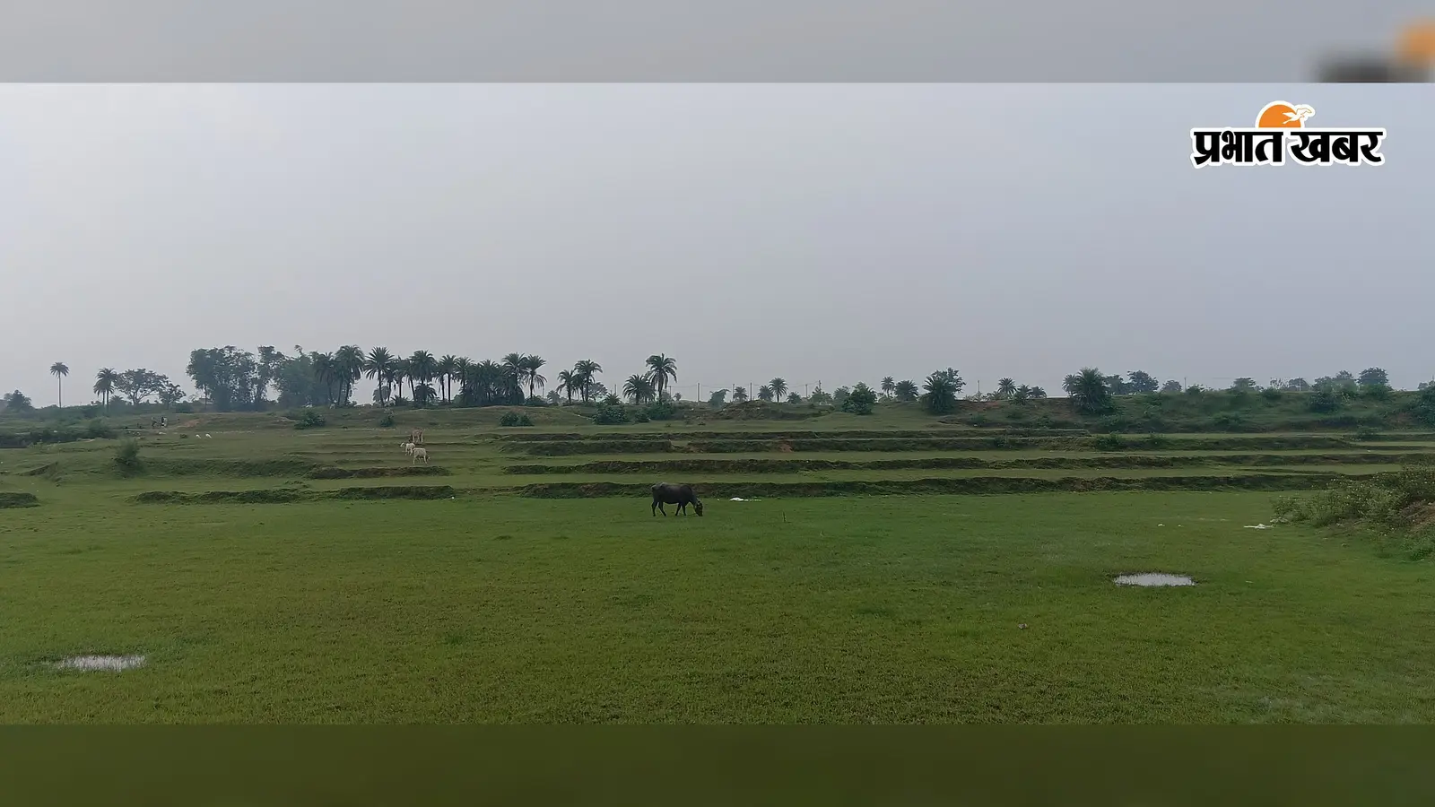 बारिश ने दिया धोखा, गिरिडीह में महज 6.6% हुई धनरोपनी, सुखाड़ का खतरा