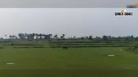 बारिश ने दिया धोखा, गिरिडीह में महज 6.6% हुई धनरोपनी, सुखाड़ का खतरा