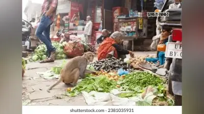 निरसा बाजार में बंदर का आतंक, वन विभाग की टीम ने किया रेस्क्यू