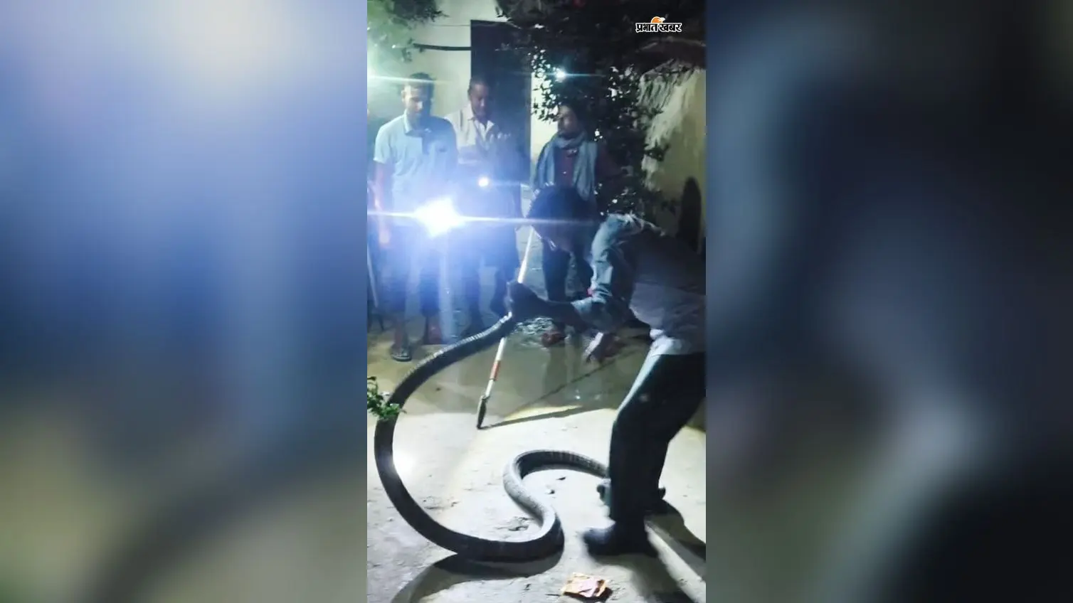 वाल्मीकिनगर में घर के पास निकले दो विषैले सांप, वन विभाग ने समय रहते किया रेस्क्यू