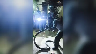 वाल्मीकिनगर में घर के पास निकले दो विषैले सांप, वन विभाग ने समय रहते किया रेस्क्यू