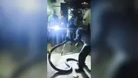 वाल्मीकिनगर में घर के पास निकले दो विषैले सांप, वन विभाग ने समय रहते किया रेस्क्यू