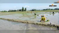 बारिश भरे मौसम व नलकूप के सहारे अंतिम चरण में है गोपालपुर मौजे की धान रोपाई