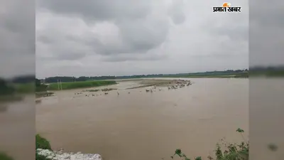 अररिया में नूना नदी का जलस्तर घटने से सिकटी में राहत, लेकिन गाद और बालू ने बर्बाद कर दी धान की फसल