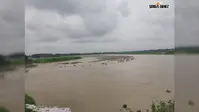 अररिया में नूना नदी का जलस्तर घटने से सिकटी में राहत, लेकिन गाद और बालू ने बर्बाद कर दी धान की फसल