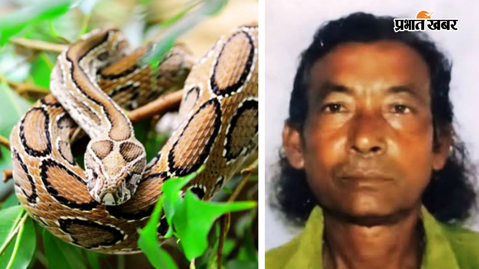 सर्पदंश का इलाज करने वाले कृष्ण मंडल को जहरीले सांप चंद्रबोड़ा ने डंसा, हो गयी मौत