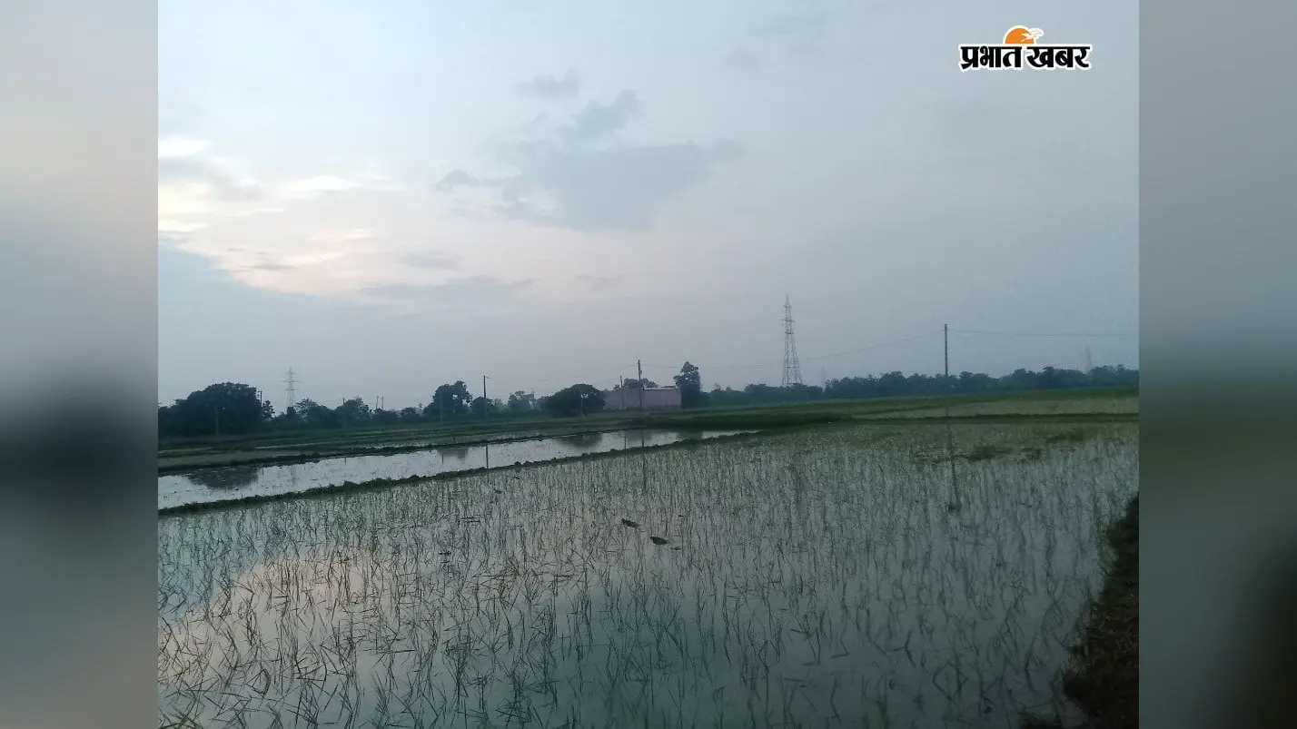 नालंदा के हरनौत में 95 प्रतिशत धान की रोपनी पूरी, 12,123 हेक्टेयर लक्ष्य के मुकाबले 11,516 हेक्टेयर में लहलहाए पौधे