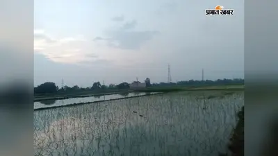 नालंदा के हरनौत में 95 प्रतिशत धान की रोपनी पूरी, 12,123 हेक्टेयर लक्ष्य के मुकाबले 11,516 हेक्टेयर में लहलहाए पौधे