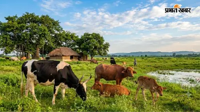 आरा में हजारों मवेशियों पर मंडरा रहा बरसाती बीमारियों का खतरा, टीकाकरण नहीं होने से पशुपालक चिंतित