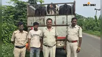 झारखंड से हो रही थी मवेशियों की तस्करी, बंगाल पुलिस ने मित्तरपुर नाका पर वाहन समेत चालक को धर दबोचा