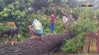 ऊपरी शिविर कॉलोनी में विशाल सखुआ का पेड़ मकानों पर गिरा, बड़ा हादसा टला