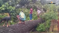 ऊपरी शिविर कॉलोनी में विशाल सखुआ का पेड़ मकानों पर गिरा, बड़ा हादसा टला