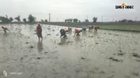 झमाझम बारिश से किसानों के खिले चेहरे: कैमूर में धान रोपनी की रफ्तार पड़ी तेज