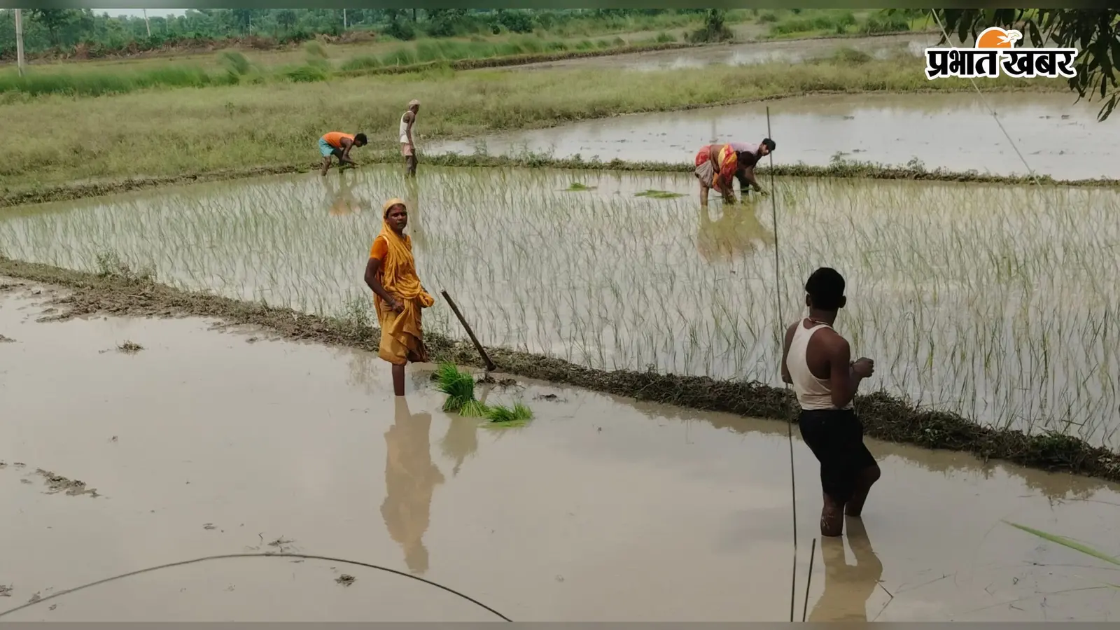 सीतामढ़ी में झमाझम बारिश से सुहावना हुआ मौसम, धान और अन्य फसलों के लिए वरदान बनी वर्षा