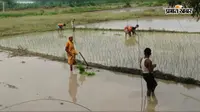 सीतामढ़ी में झमाझम बारिश से सुहावना हुआ मौसम, धान और अन्य फसलों के लिए वरदान बनी वर्षा