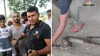 रामनगर कॉलेज में विशाल अजगर की एंट्री, छात्रों में दहशत, देखें रेस्क्यू की तस्वीरें