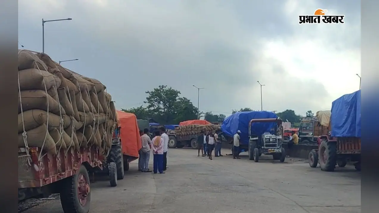 गुलाबबाग मंडी में जूट के भाव स्थिर, मक्के की कीमतों में उछाल; जानें ताजा मंडी भाव