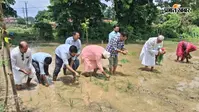 चौथम में रागी (मड़ुआ) रोपाई का डेमो, अधिकारियों ने किसानों के साथ खेत में उतरकर दिया श्री अन्न की खेती का संदेश