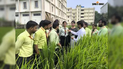 रोहतास में धान की फसल पर कीटों का खतरा, वैज्ञानिक प्रबंधन से 20 से 40% तक नुकसान से बचाव संभव