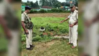सिमडेगा में अवैध शराब के खिलाफ पुलिस का अभियान, 359 किलो जावा महुआ व 35 लीटर शराब नष्ट