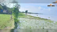 चिल्हनी गांव के समीप महानंदा नदी का भीषण कटाव जारी, दर्जनों घरों पर मंडराया विस्थापन का खतरा