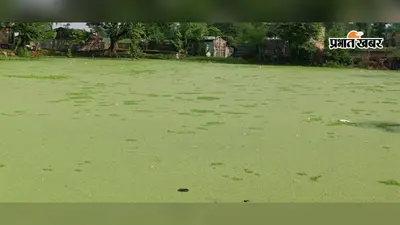 बेलदौर के सरकारी पोखर में जहरीला पदार्थ डालने का आरोप, लाखों की मछलियां मरीं, स्कूल में फैली दुर्गंध