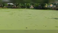 बेलदौर के सरकारी पोखर में जहरीला पदार्थ डालने का आरोप, लाखों की मछलियां मरीं, स्कूल में फैली दुर्गंध