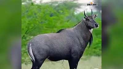 बांका के शंभुगंज में नीलगायों ने बढ़ाई किसानों की मुसीबत, रातभर पहरा देने के बाद भी नहीं बच रहीं फसलें