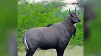 बांका के शंभुगंज में नीलगायों ने बढ़ाई किसानों की मुसीबत, रातभर पहरा देने के बाद भी नहीं बच रहीं फसलें