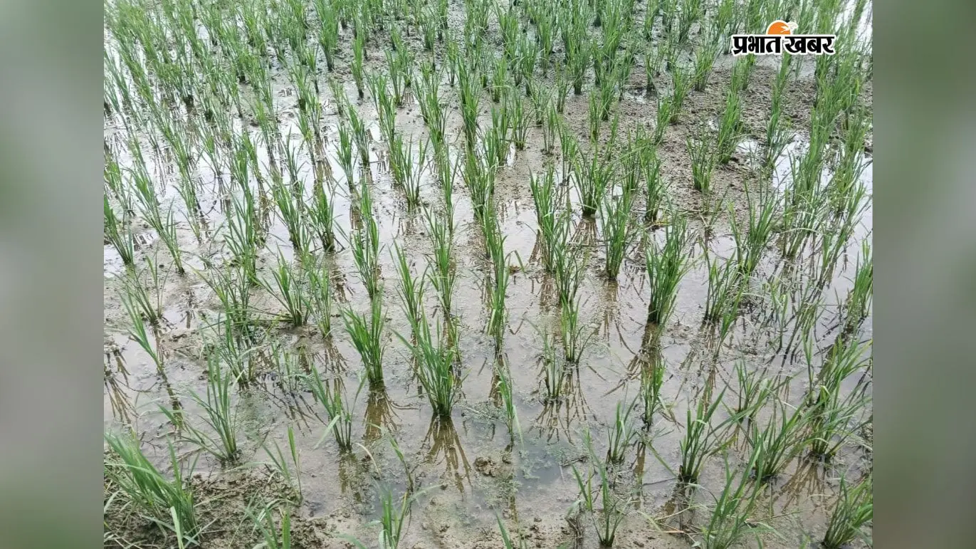 बक्सर : डुमरांव में धान रोपनी अंतिम चरण में, बारिश ने किसानों को दी राहत, 95 फीसदी काम पूरा