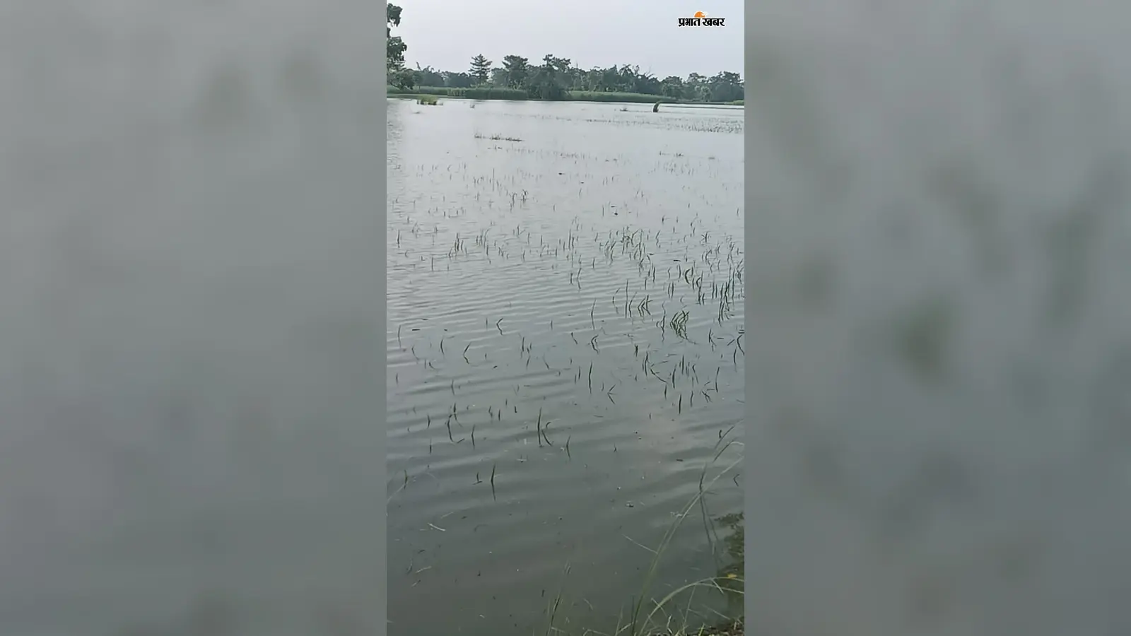 गंडक का जलस्तर बढ़ा,नौतन के दियारा में बाढ़ का खतरा, डूबने लगी धान की फसल