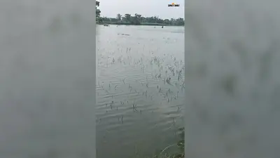 गंडक का जलस्तर बढ़ा,नौतन के दियारा में बाढ़ का खतरा, डूबने लगी धान की फसल