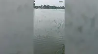गंडक का जलस्तर बढ़ा,नौतन के दियारा में बाढ़ का खतरा, डूबने लगी धान की फसल