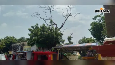 बूढ़ानाथ मंदिर के सामने खड़ा सूखा पेड़ दे रहा हादसे को न्योता