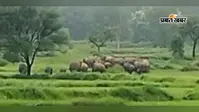 हाथी फसल न बर्बाद करें, रतजगा कर रहे किसान