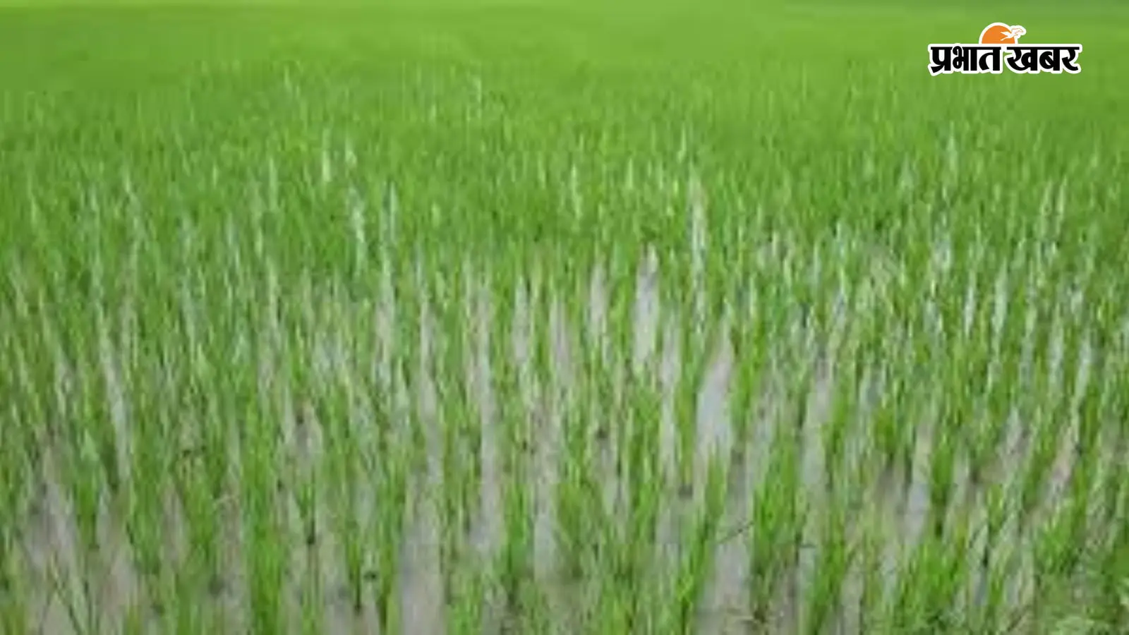 अररिया में मूसलाधार बारिश से किसानों को मिली राहत, सूखती धान की फसल में लौटी हरियाली