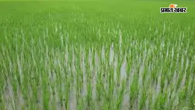 अररिया में मूसलाधार बारिश से किसानों को मिली राहत, सूखती धान की फसल में लौटी हरियाली