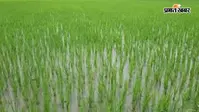 अररिया में मूसलाधार बारिश से किसानों को मिली राहत, सूखती धान की फसल में लौटी हरियाली