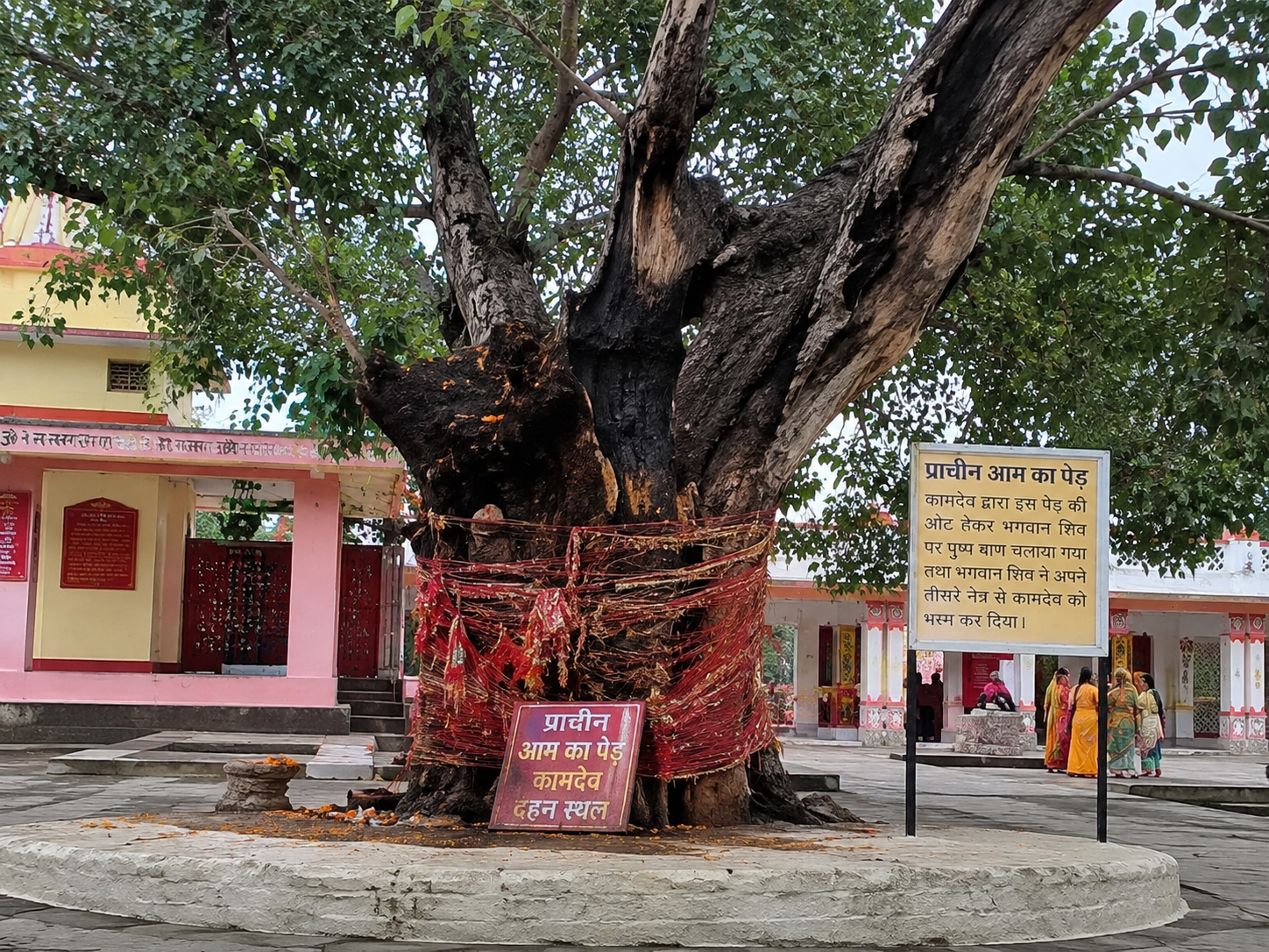 जला हुआ आम का पेड़