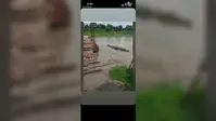 सीवान के नौतन में झरही नदी में दिखा मगरमच्छ, ग्रामीणों में दहशत; प्रशासन ने जारी किया अलर्ट