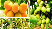 बंगाल का यह जिला है भारत की ‘मैंगो सिटी’, जानें इसका गौरवशाली इतिहास और आम की खूबियों के बारे में