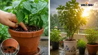 लगातार बारिश से पौधे हो रहे हैं खराब? अपनाएं ये 5 आसान टिप्स