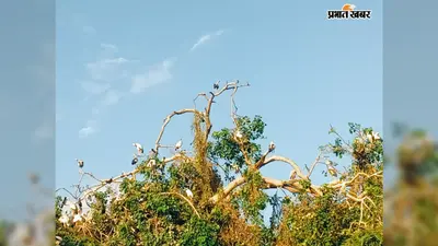 'परिंदों के लिए नहीं होती सरहदें', साइबेरिया और नेपाल से उड़कर रानीगंज पहुंचे प्रवासी पक्षी
