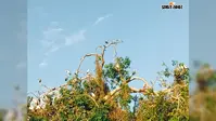 'परिंदों के लिए नहीं होती सरहदें', साइबेरिया और नेपाल से उड़कर रानीगंज पहुंचे प्रवासी पक्षी