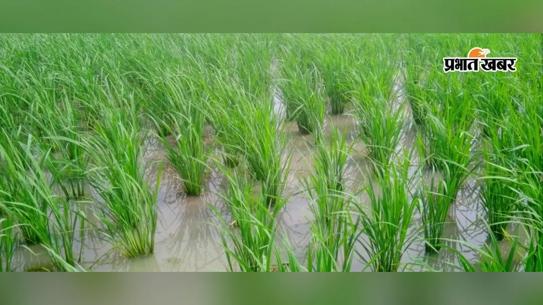 बक्सर: डुमरांव में बारिश से किसानों के चेहरे खिले, धान की फसल को मिली संजीवनी