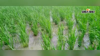 बक्सर: डुमरांव में बारिश से किसानों के चेहरे खिले, धान की फसल को मिली संजीवनी