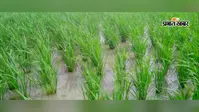 बक्सर: डुमरांव में बारिश से किसानों के चेहरे खिले, धान की फसल को मिली संजीवनी