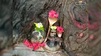 बुढ़वा महादेव मंदिर के 100 साल पुराने पीपल पेड़ की खोह में मिला    शिविलंग