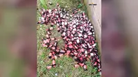 बच्चों को मिलने वाला आयरन सिरप नदी किनारे मिला बिखरा, CDPO कार्यालय से 200 गज दूर सरकारी दवा मिलने पर मचा हड़कंप